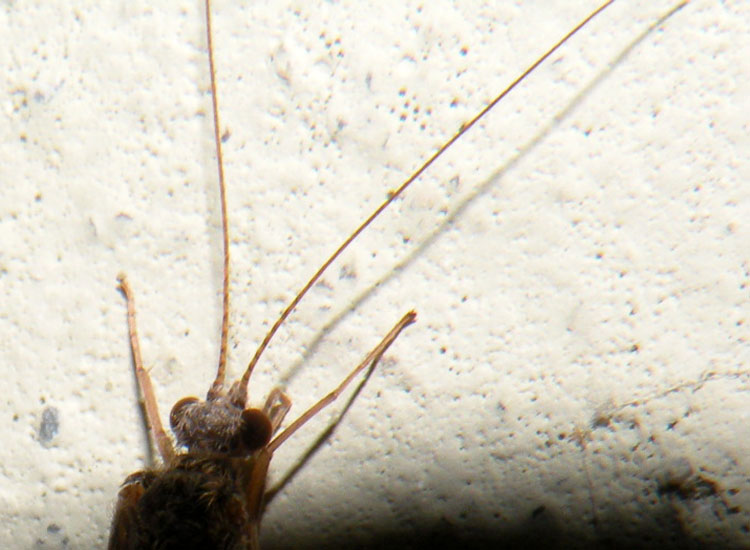 Hydropsychidae